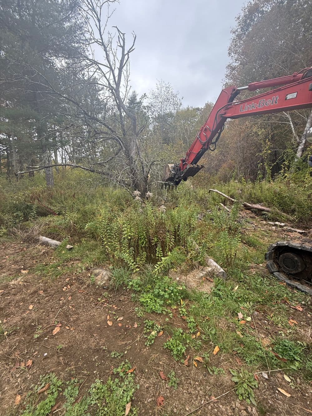 Excavator removing tree in wooded area with overcast sky and greenery.
